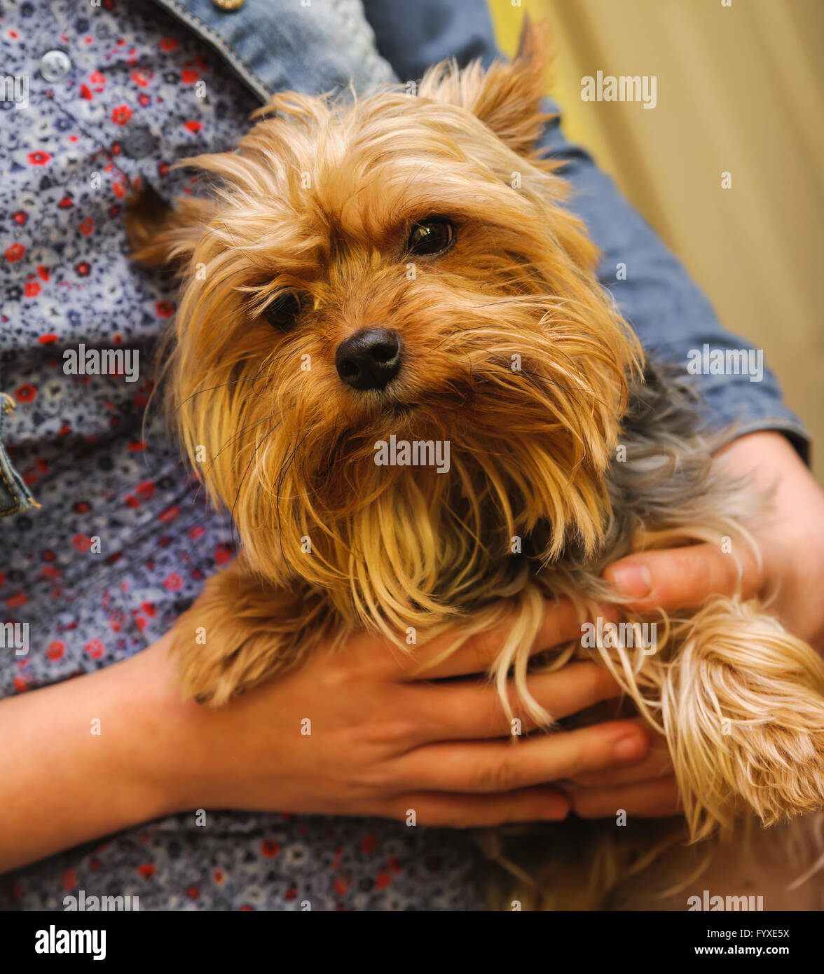 Small Yorkshire terrier in a hands Stock Photo