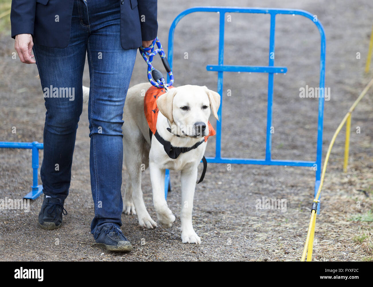 Can Blind Dogs Be Left Alone