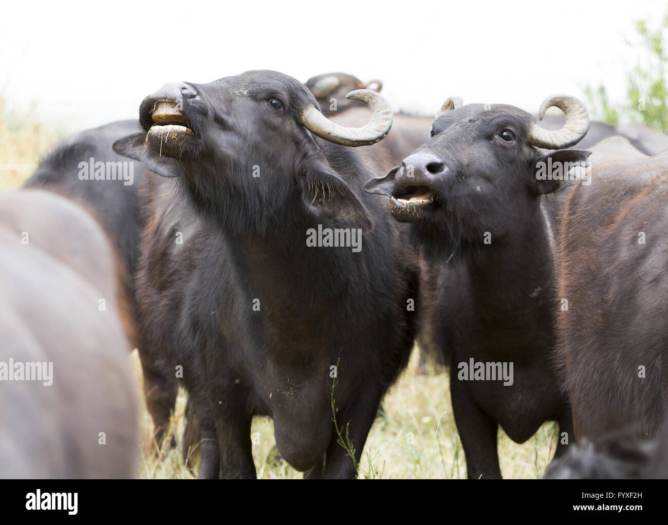 Buffalos in a dairy farm Stock Photo - Alamy