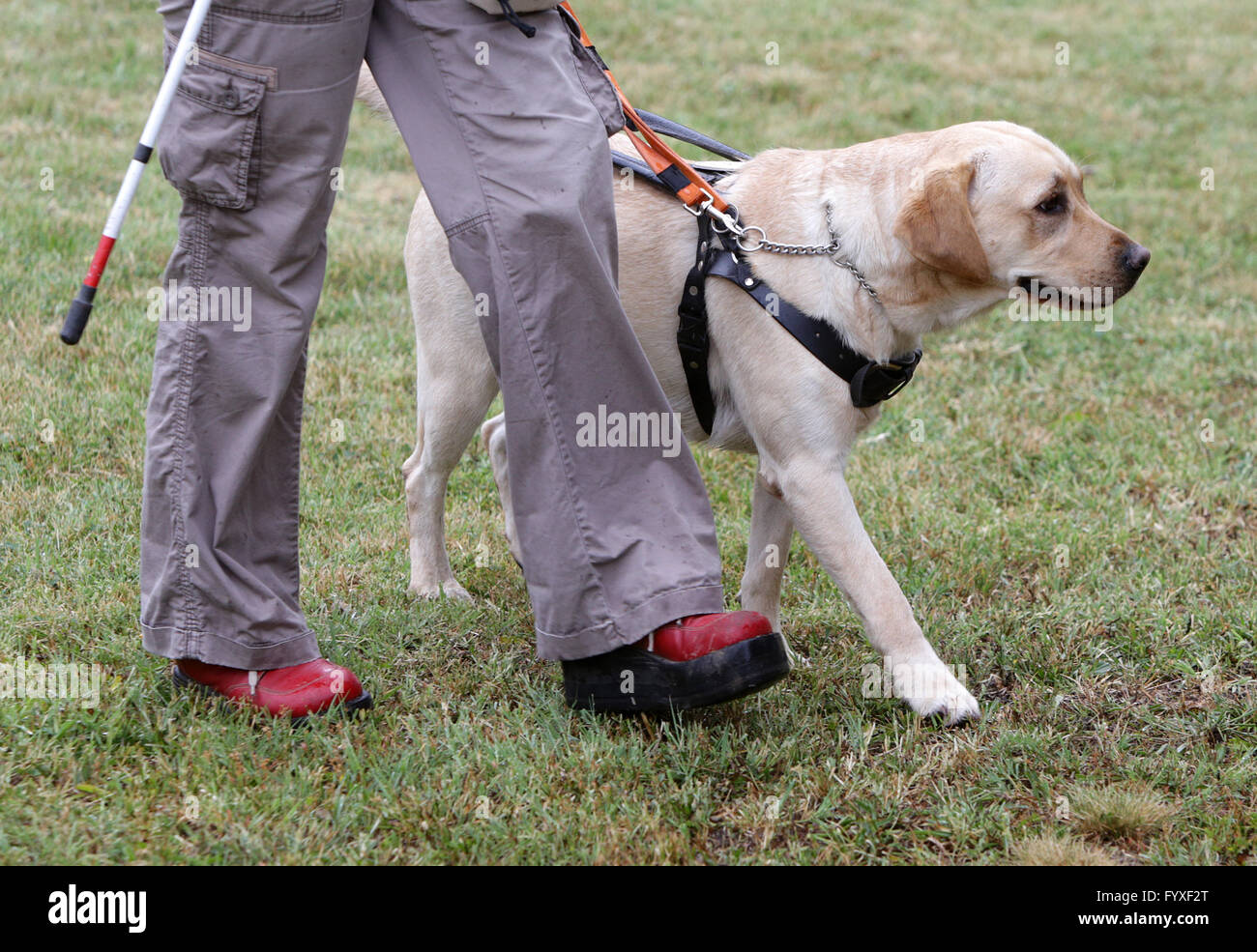 Blind person walking with her guide dog Stock Photo Alamy