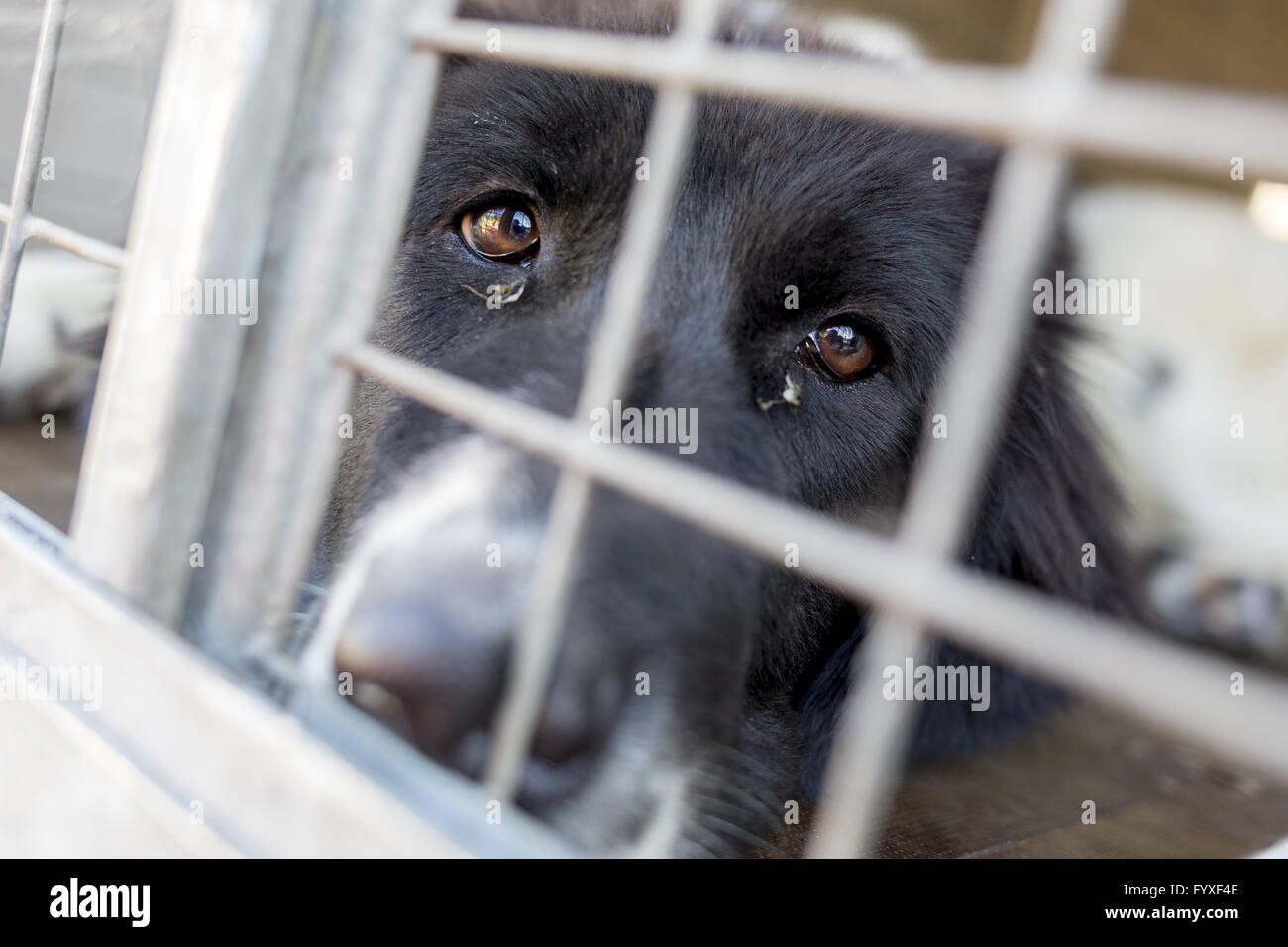 Ownerless dog in a cage Stock Photo Alamy