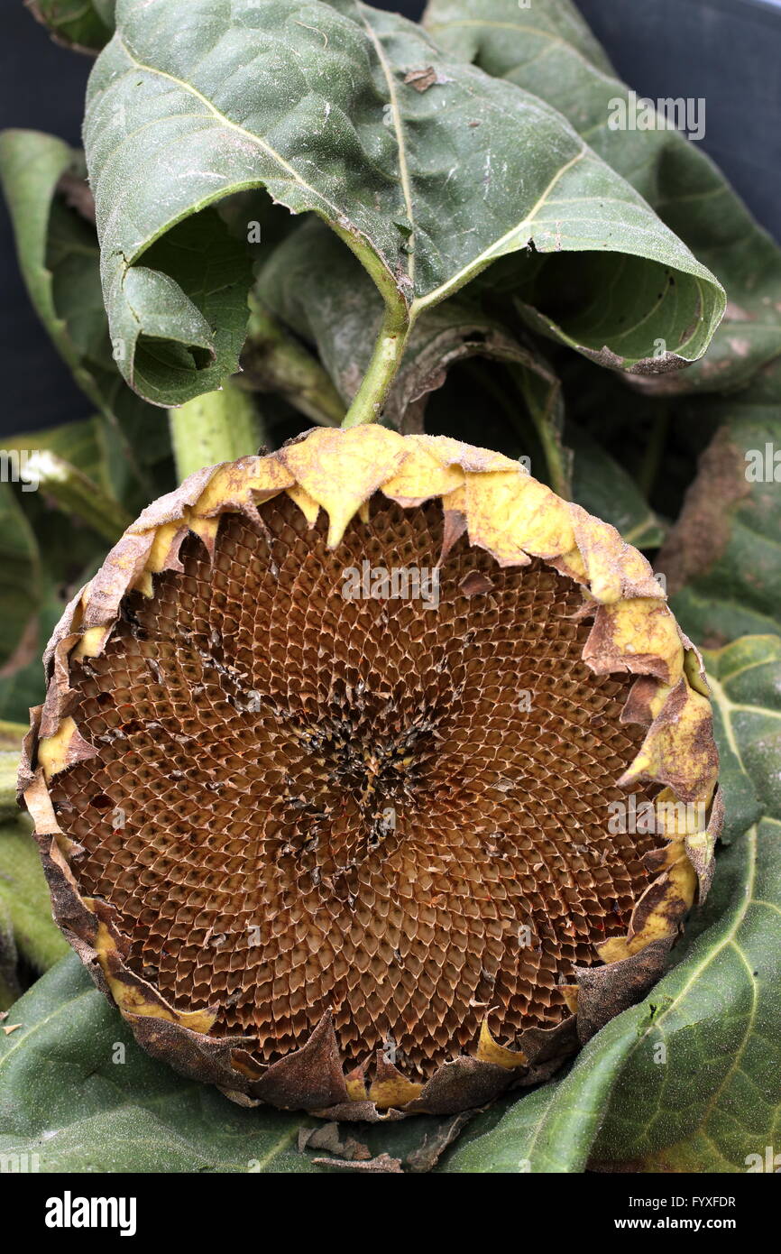 Wilting Sunflower Stock Photos & Wilting Sunflower Stock Images Alamy