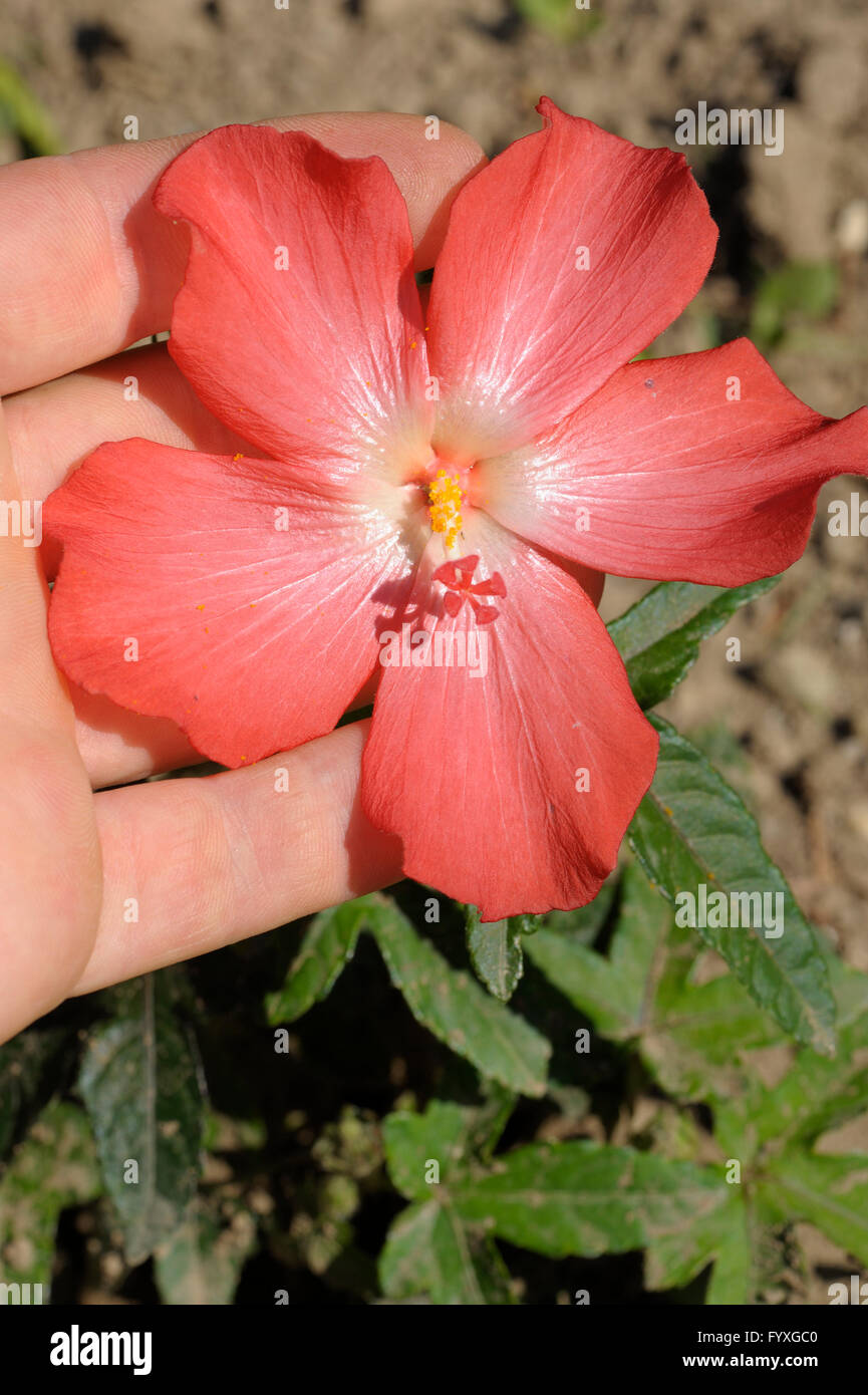 Abelmoschus moschatus in flower Stock Photo