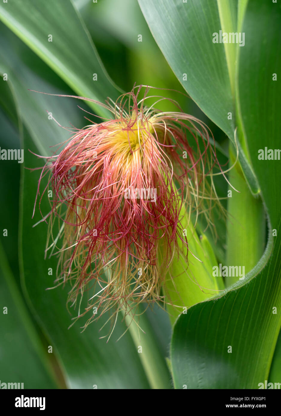 Style on a corn cob Corn hair Stock Photo Alamy