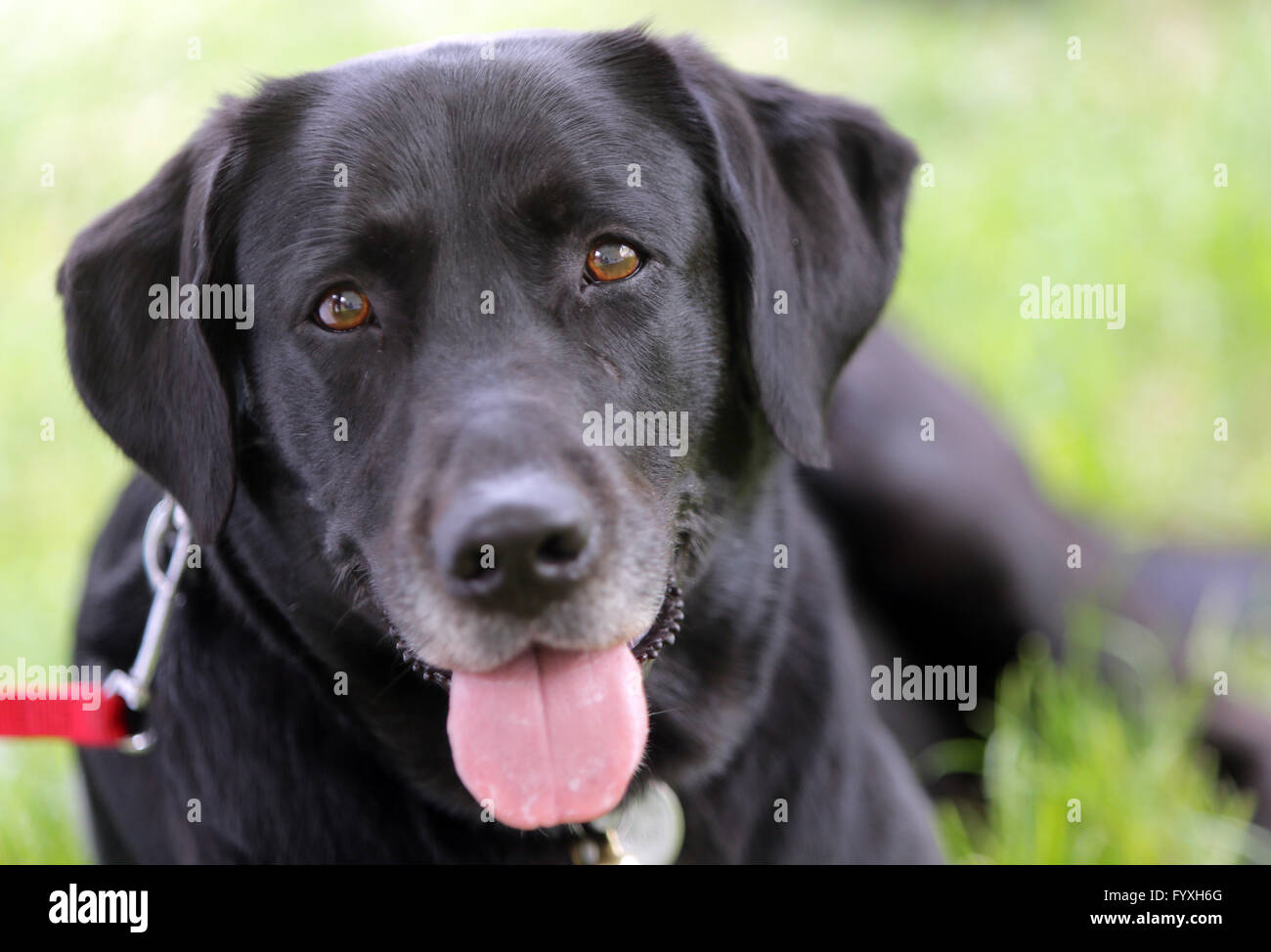 A golden labrador guide dog hi-res stock photography and images - Alamy