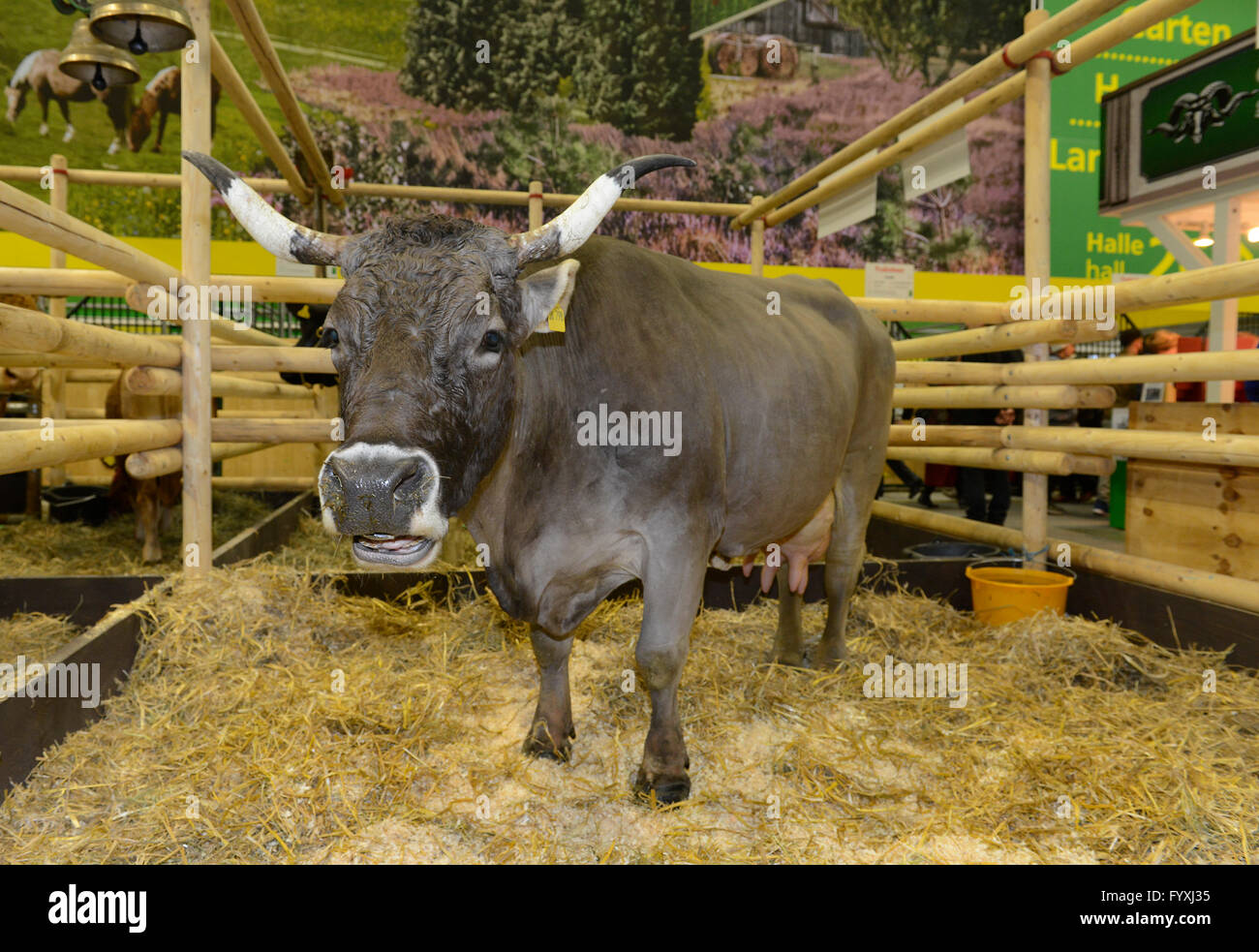 Braunvieh hi-res stock photography and images - Alamy