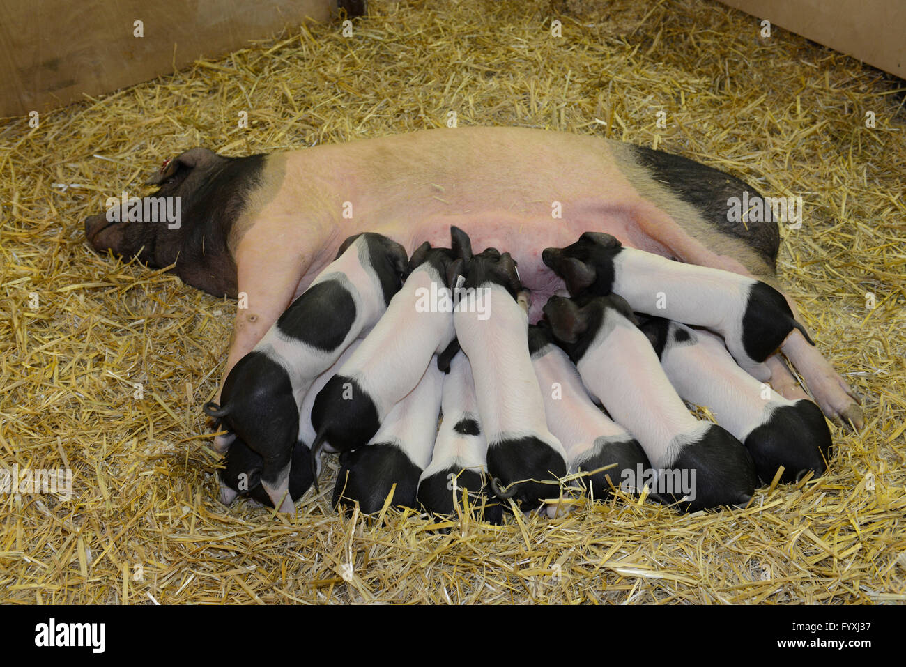 Schwaebisch-Haellisches Landschwein, Halle 25, Gruene Woche, Messe, Charlottenburg, Berlin, Deutschland Stock Photo