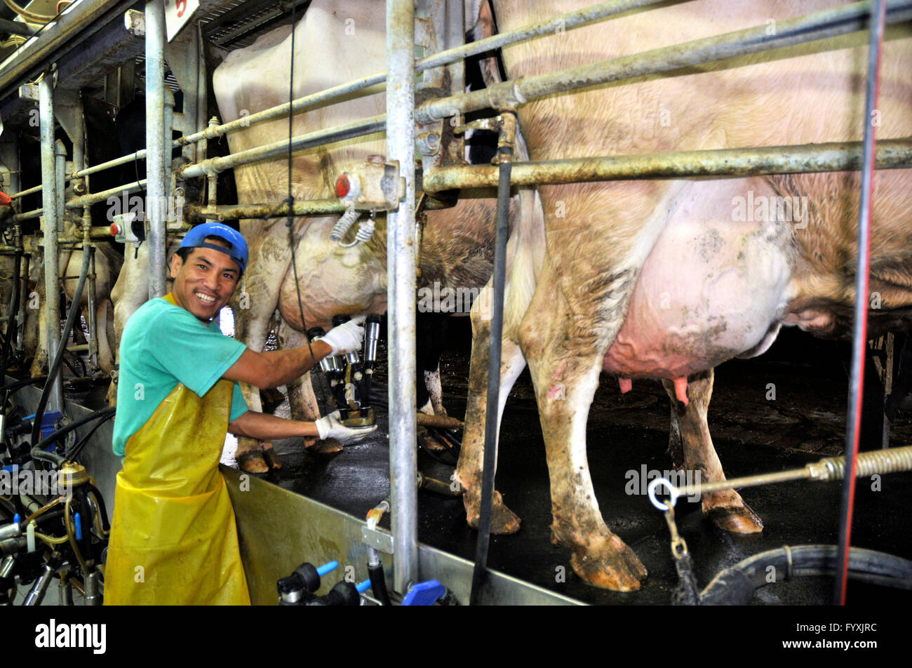 Man milking cows, milking machine, cowshed, Kibbutz Lohamei HaGeta'ot, Israel / cow, cattle, udder Stock Photo