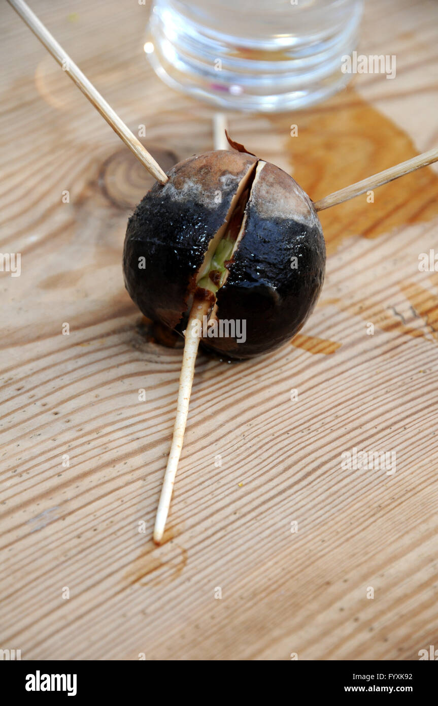 Persea americana, Avocado, Seed with root Stock Photo
