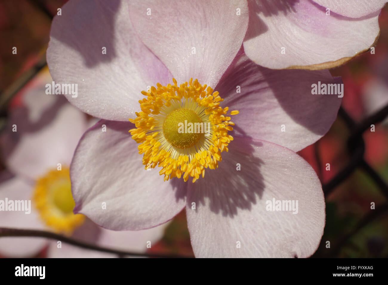 Anemone japonica, Japanese anemone Stock Photo