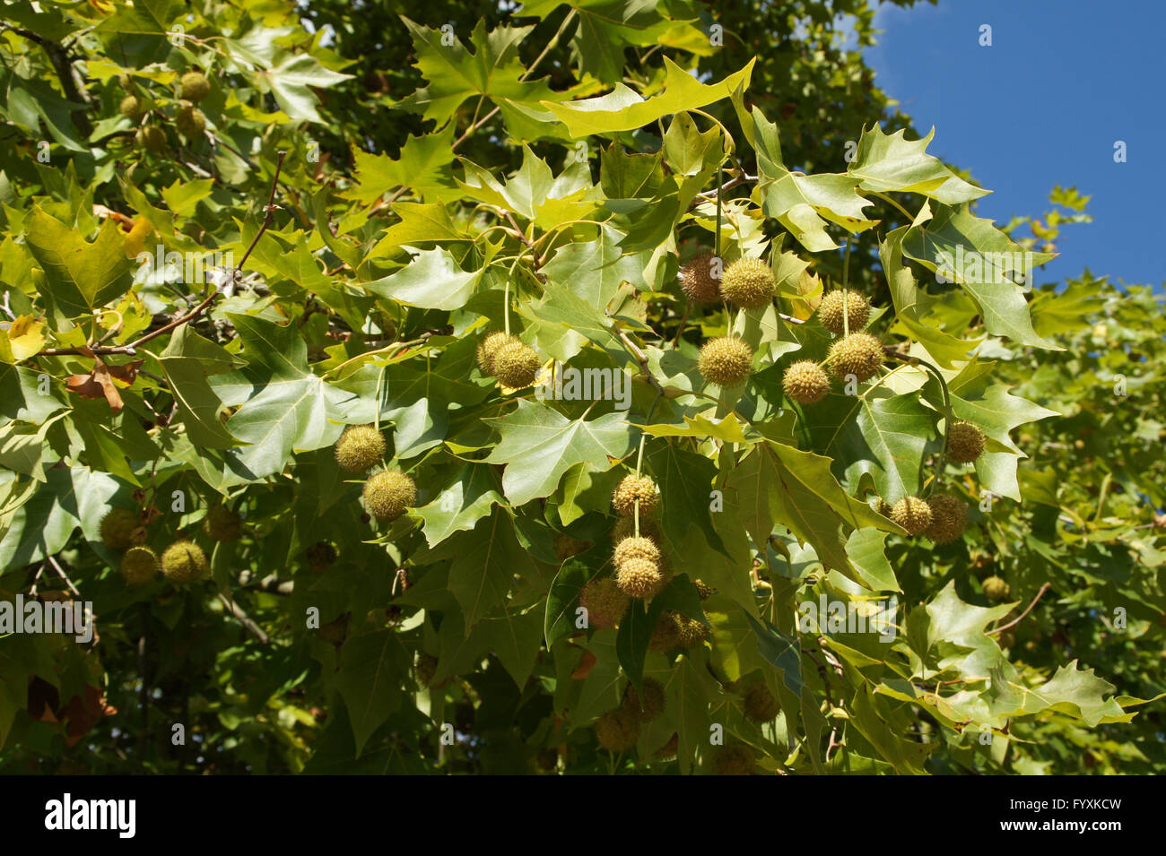 Platanus Acerifolia High Resolution Stock Photography and Images - Alamy