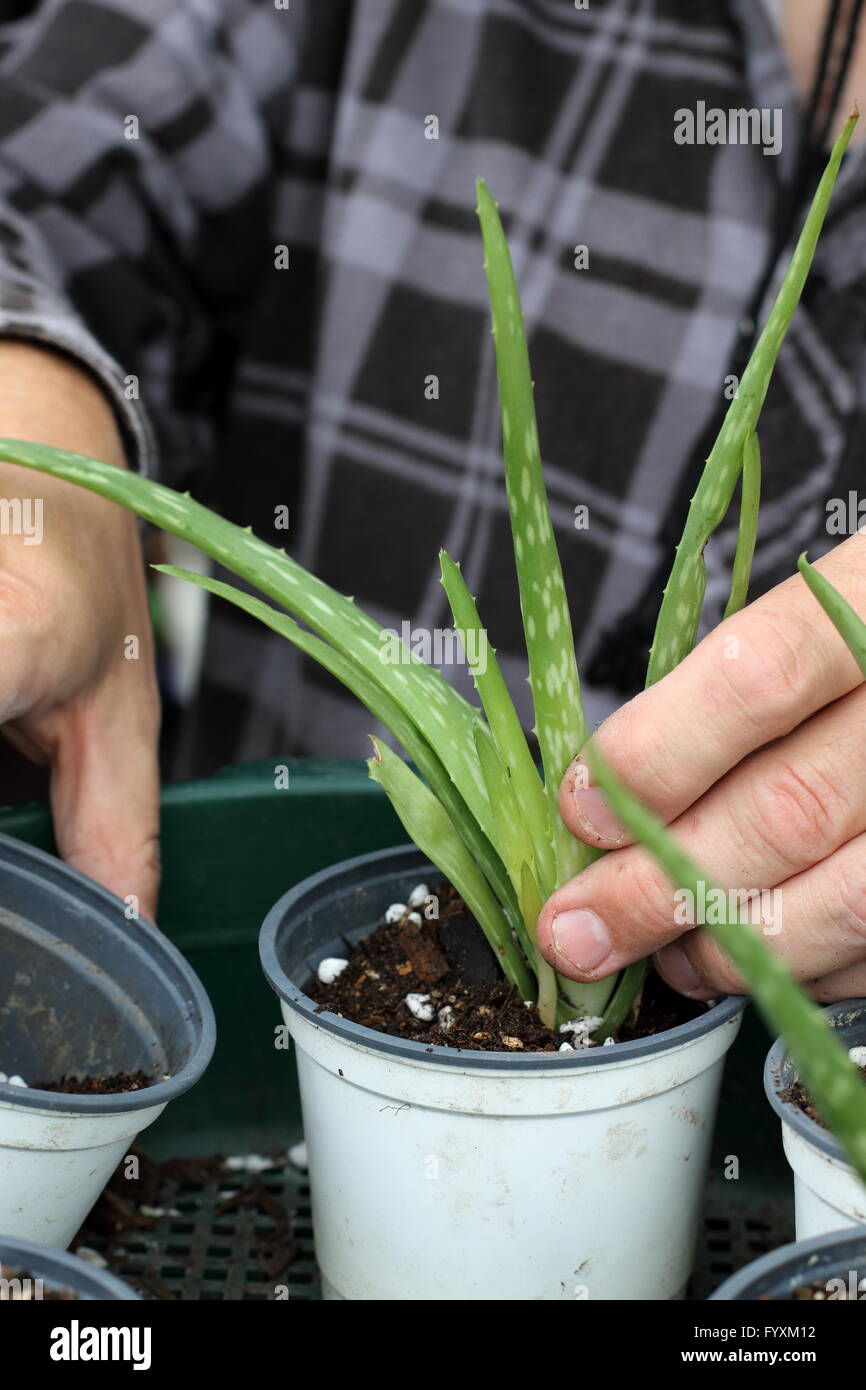 Planting Aloe vera pups in a small pot - close up Stock Photo