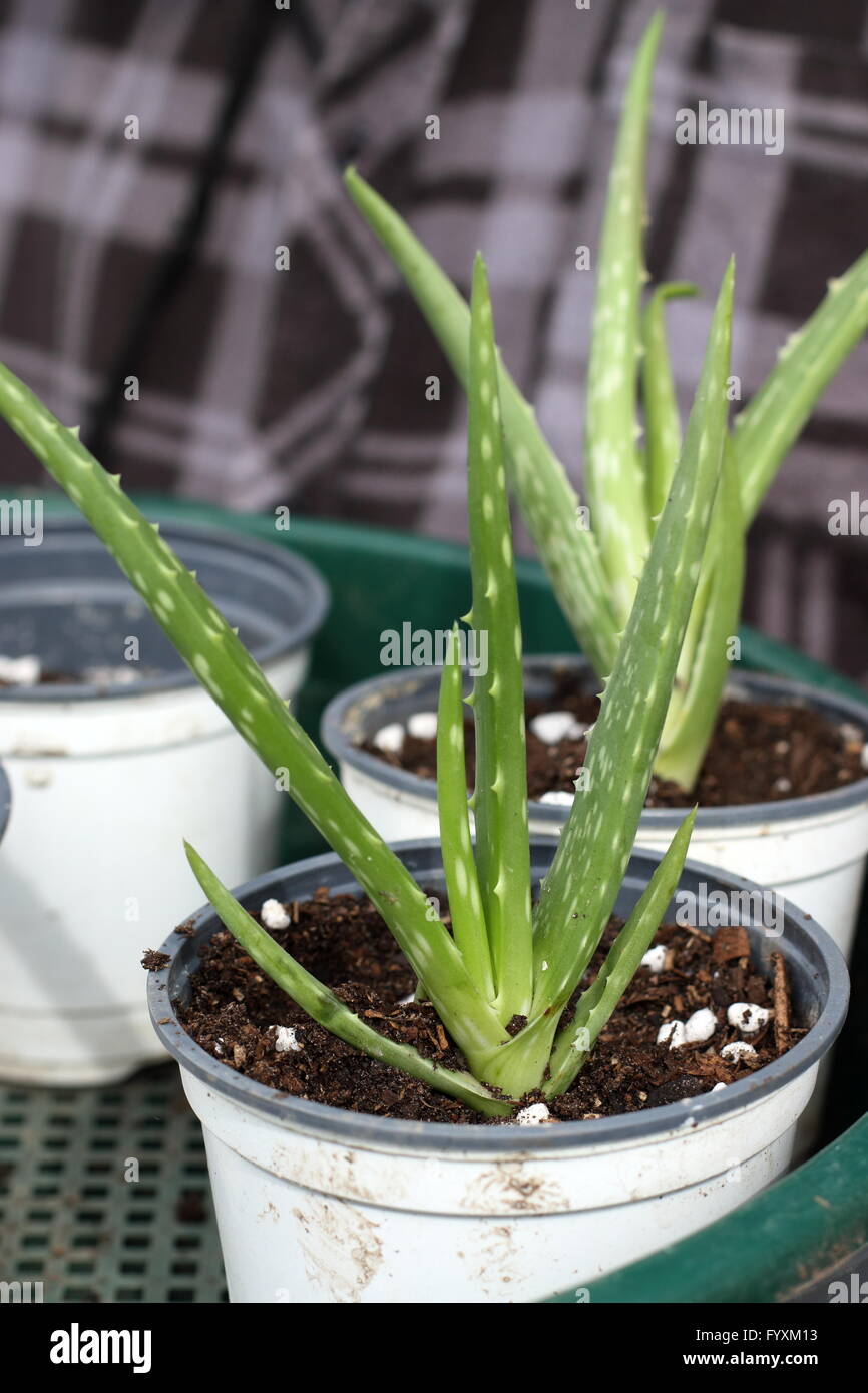 Close up image of growing Aloe Vera plants in a pot Stock Photo Alamy