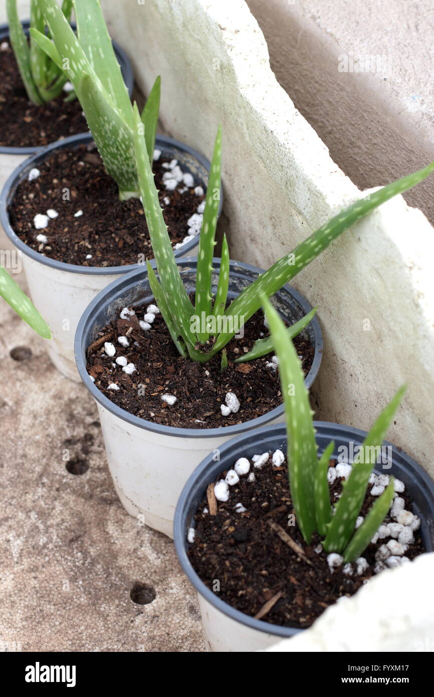 agave parryi var truncata Agave Parryi Truncata | Agave Parryi| Artichoke Agave For Sale Online main image 1