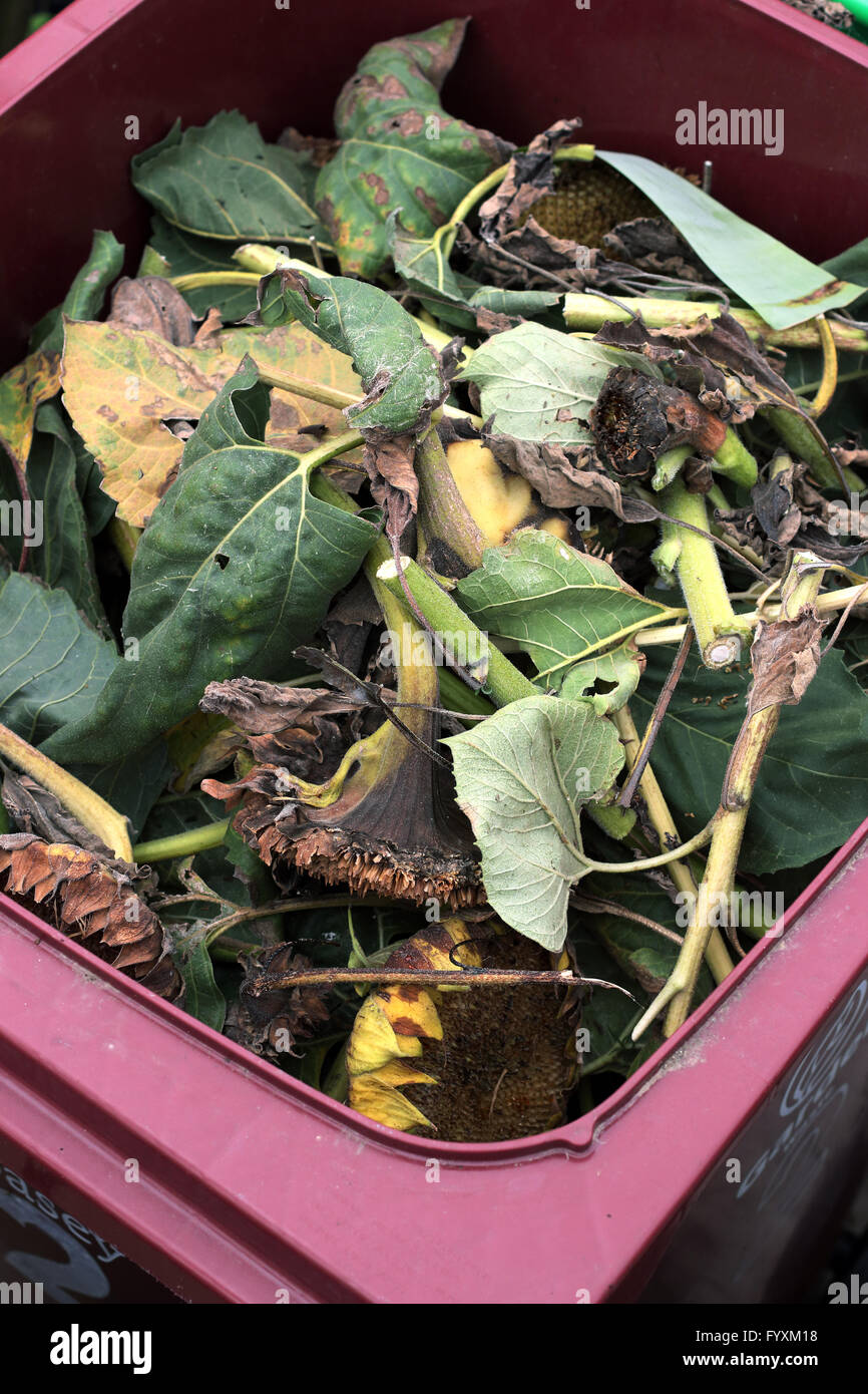 Close up of garden waste in a bin Stock Photo Alamy