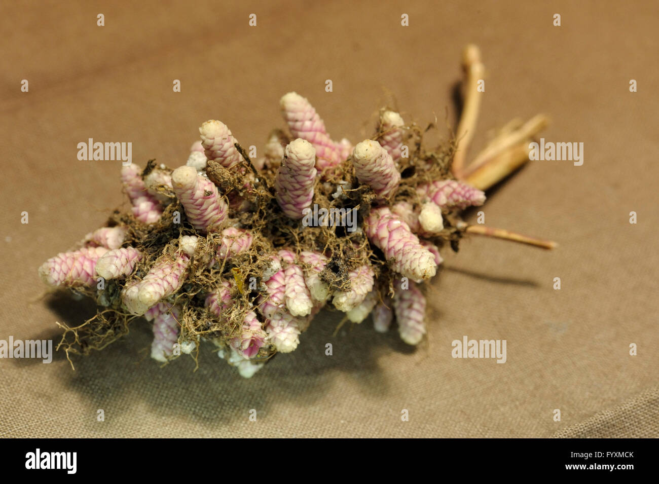 Achimenes 'Ambroise Verschaffelt' rhizomes Stock Photo