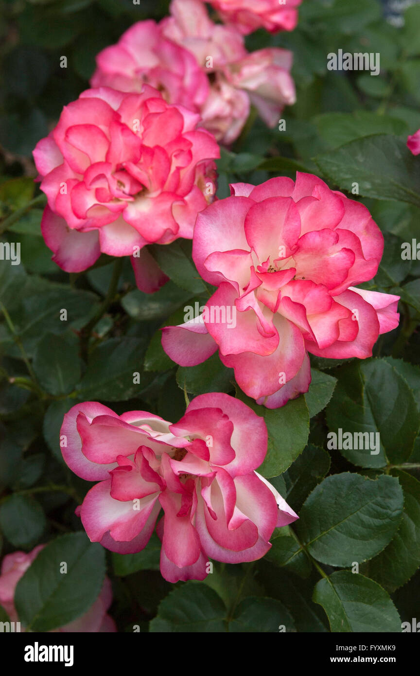 floribunda ,Rose,  Rosa HANNA GORDON,  aka  TABRIS, aka RASPBERRY ICE Stock Photo