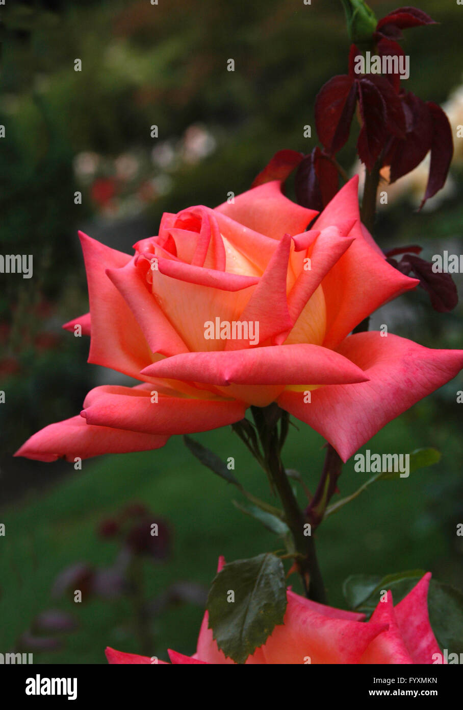 Rose,Rose VICTOR bORGE, orange yellow, pointed Stock Photo - Alamy