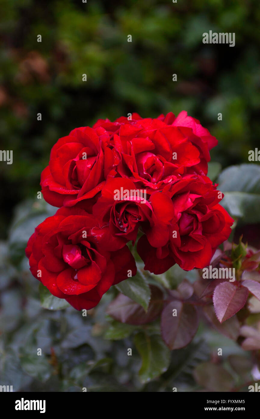 Rose, Rose PREFERENCE , landscape rose, Stock Photo