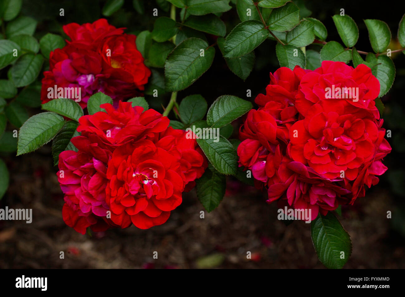 Rose, ROSE LINDA CAMPBELL, cluster, red Stock Photo Alamy