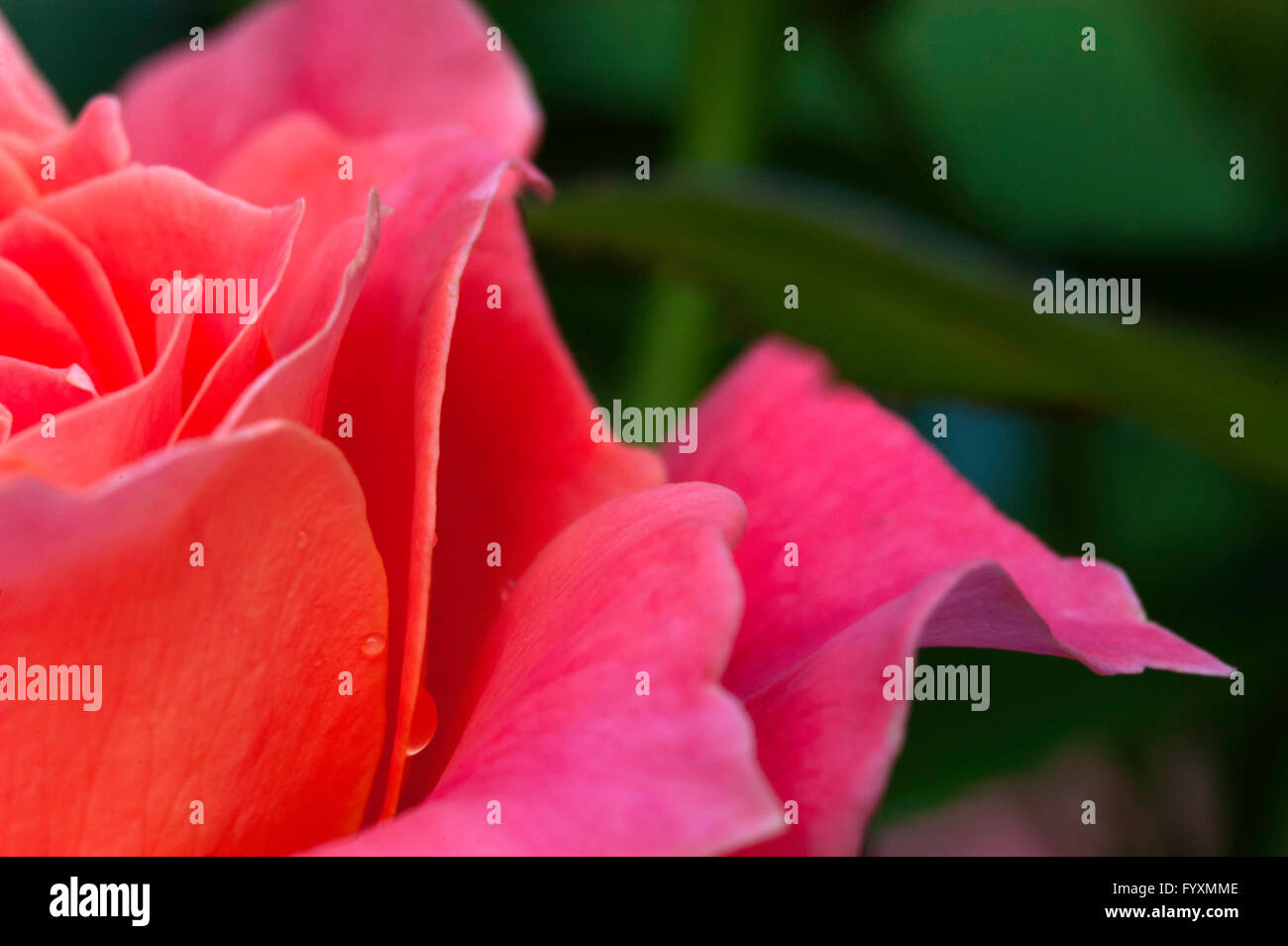 Rose,Rose , LIVING EASY, close up Stock Photo Alamy