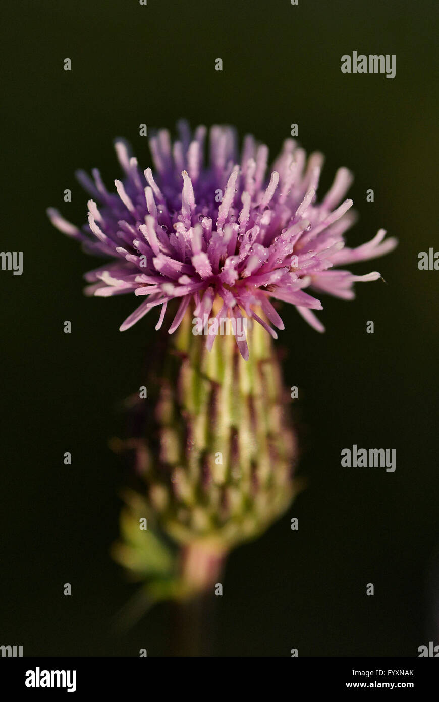 Thistle species Cirsium arvense. Stock Photo