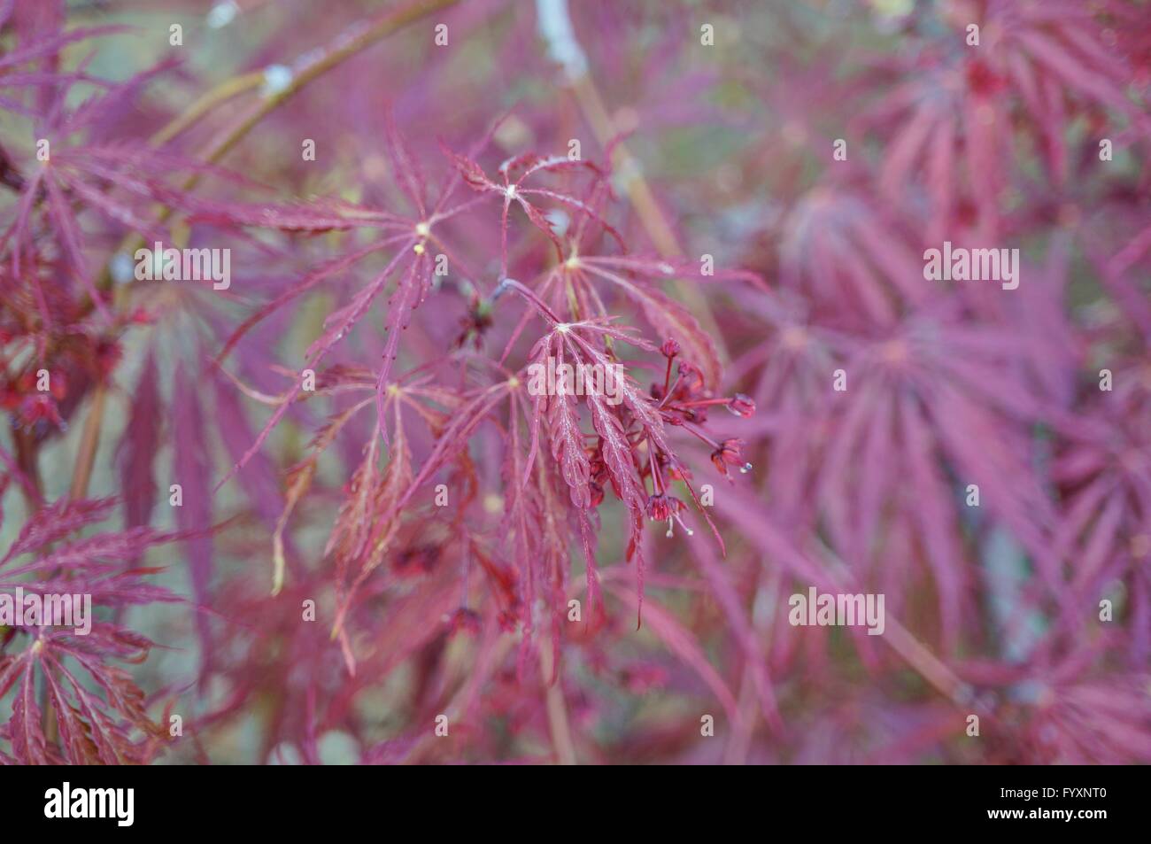 Red foliage of the weeping Laceleaf Japanese Maple tree (Acer palmatum) Stock Photo