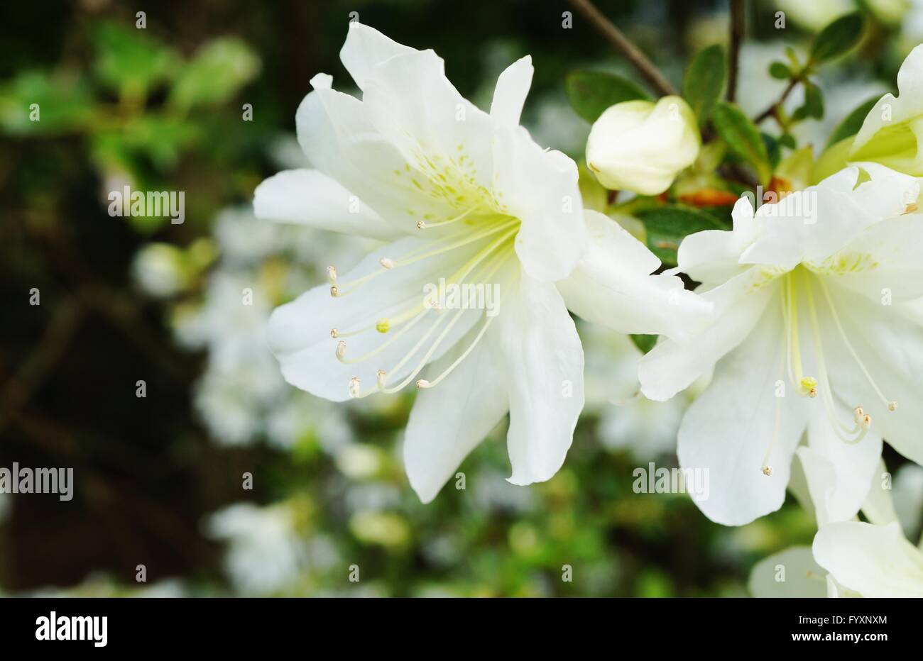 Azalea white garden hi-res stock photography and images - Alamy