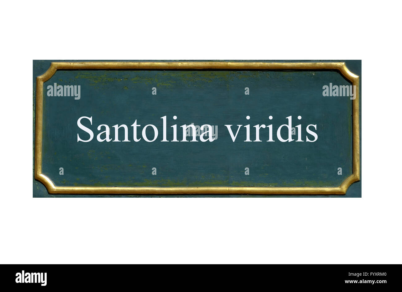 shield santolina viridis Stock Photo