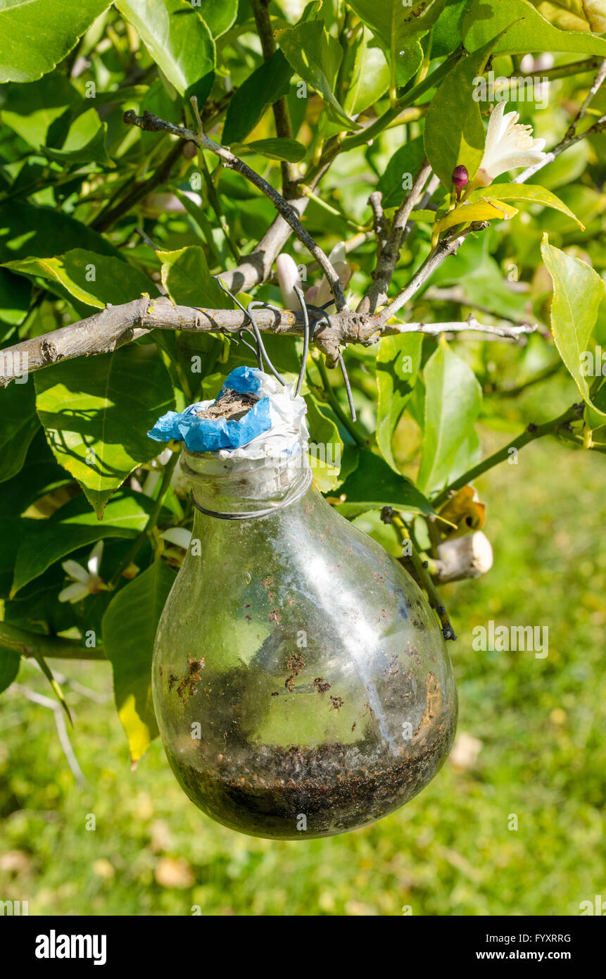 Traditional citrus tree fly trap that does not use any chemicals Stock Photo