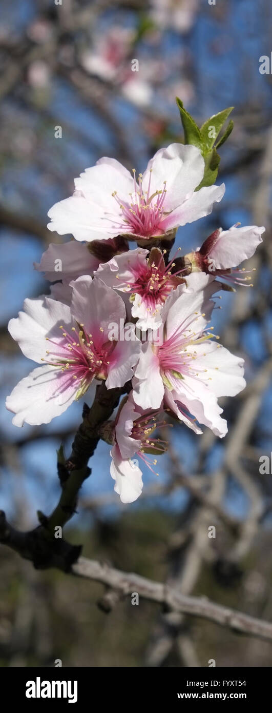 Blooming branch of an almond tree, La Palma Stock Photo