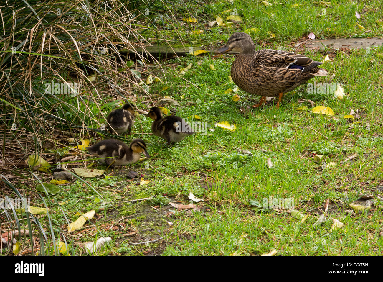 Female Mallard with ducklings in Zealandia.  Stockenten mit Küken in Zealandia. Stock Photo
