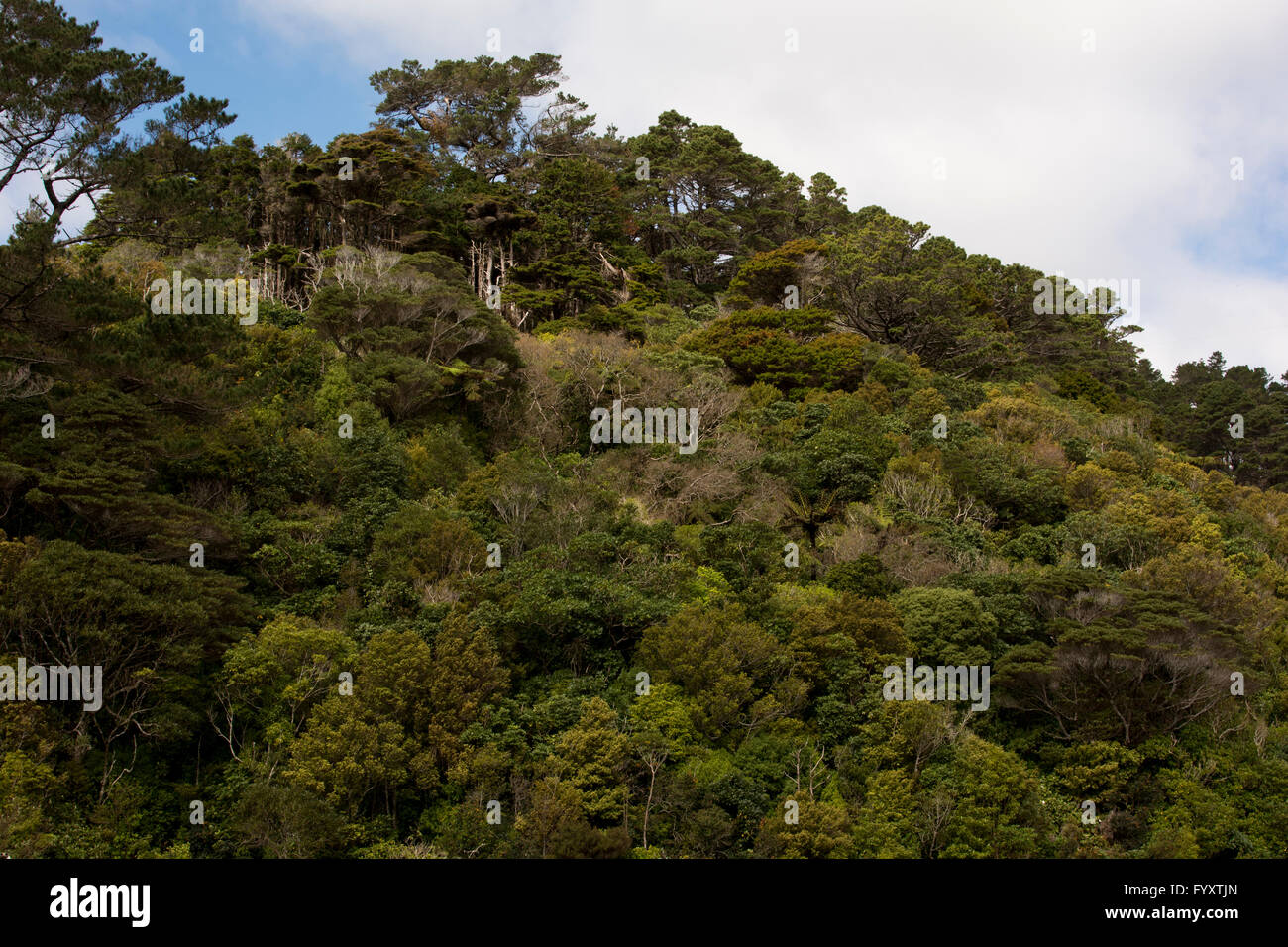 Zealandia conserves endemic New Zealand plants and animals in a valley just at the edge of Wellington with a high-tech fence. Stock Photo