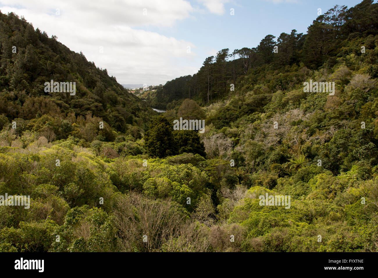 Zealandia conserves endemic New Zealand plants and animals in a valley just at the edge of Wellington with a high-tech fence. Stock Photo