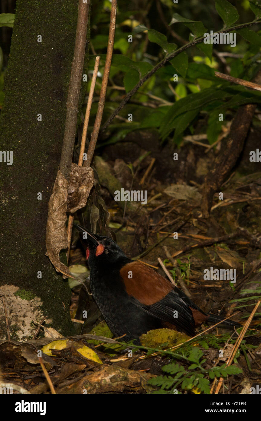 The North Island saddleback is a wattlebird in the passerine bird group and is endemic to New Zealand. Stock Photo