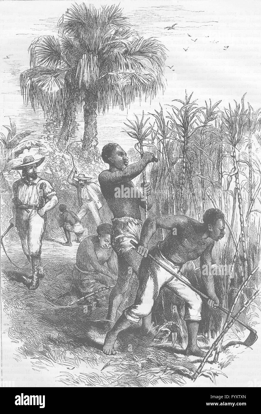USA Slaves working on a plantation, antique print c1880 Stock Photo