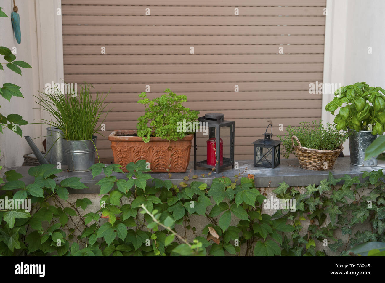 Herbs in pots on the window. Stock Photo