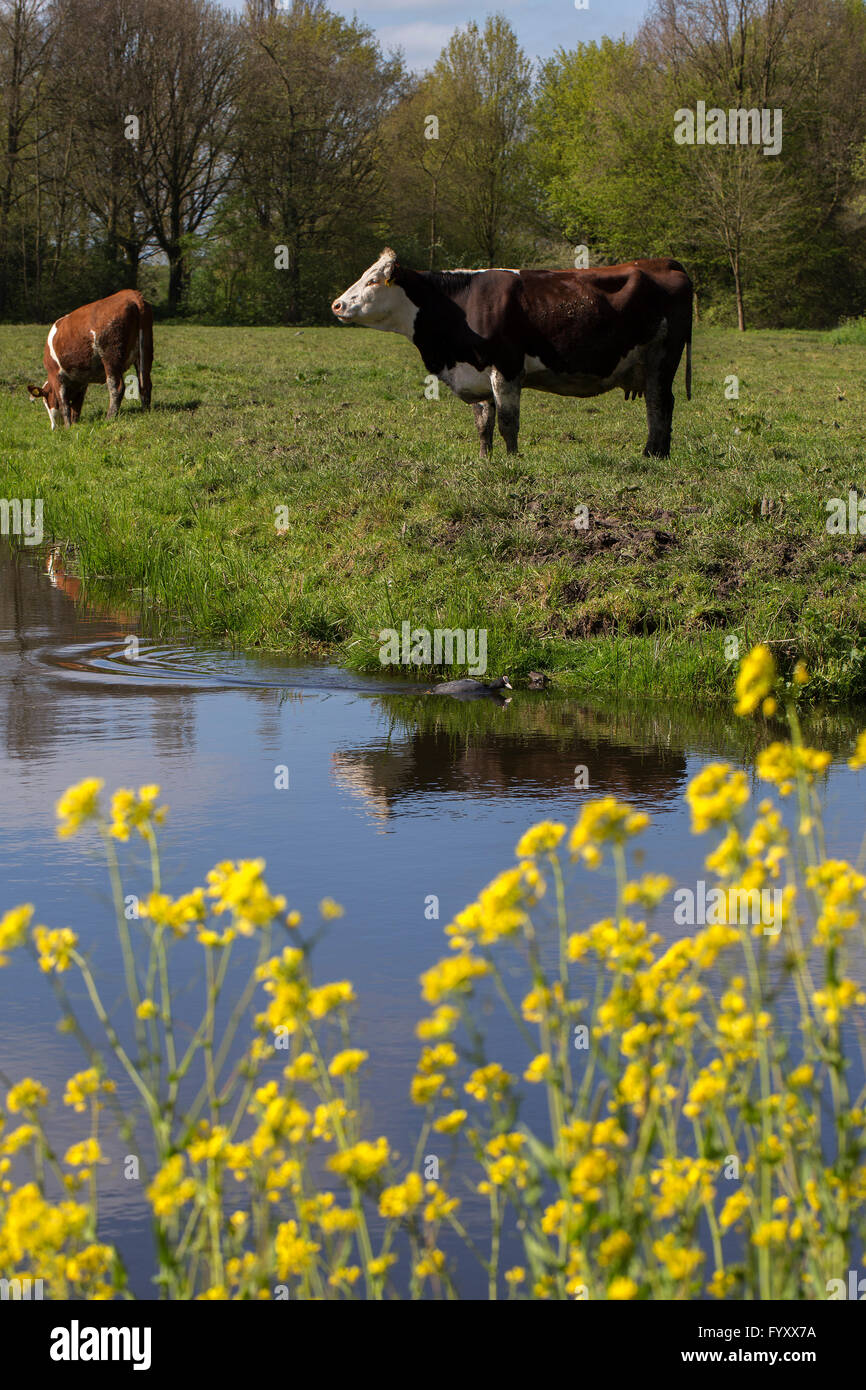 Flowering Field Mustard ((Brassica rapa) and two cows Stock Photo
