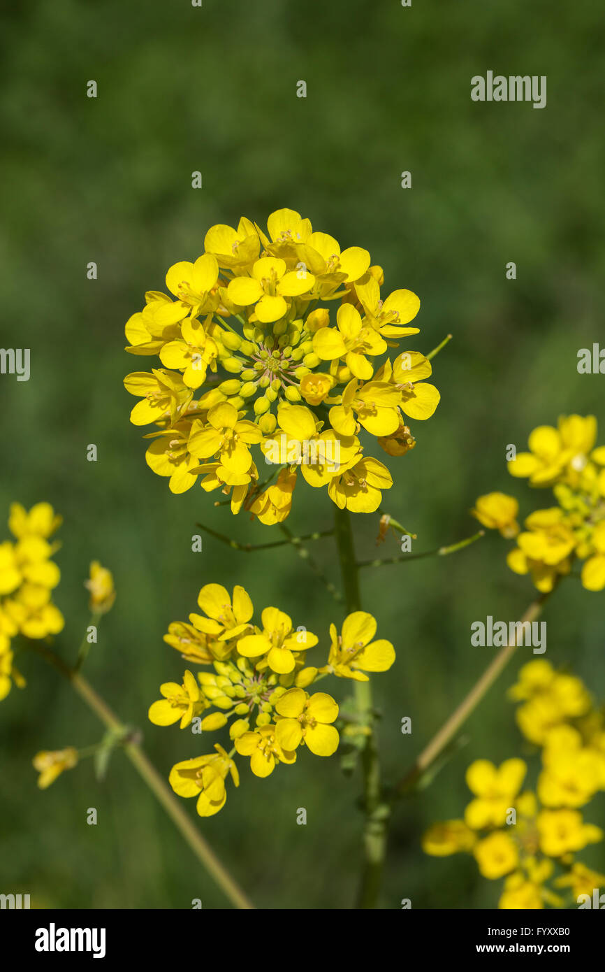 Flowering Field Mustard (Brassica rapa) Stock Photo