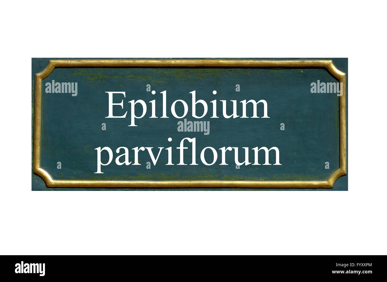 shield epilobium parviflorum Stock Photo