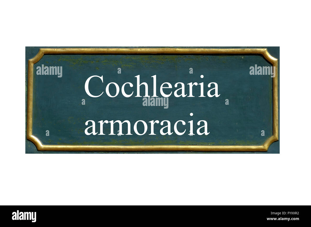 shield cochlearia armoracia Stock Photo