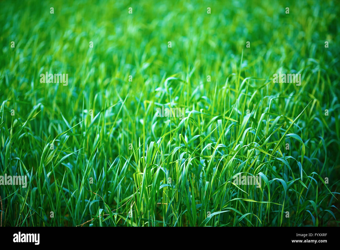 Green grass background Stock Photo - Alamy