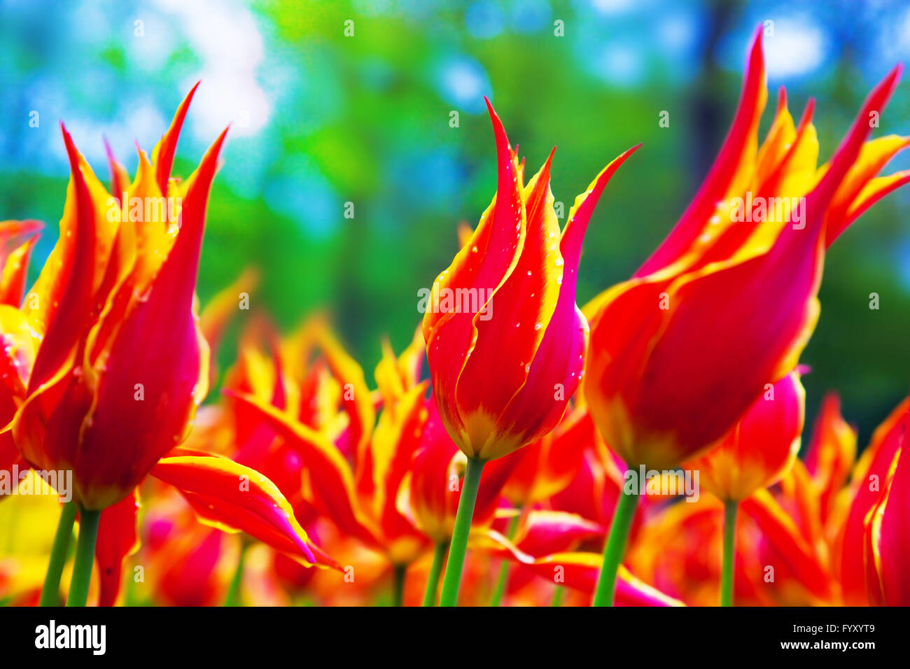 Colorful tulip flowers in spring Stock Photo
