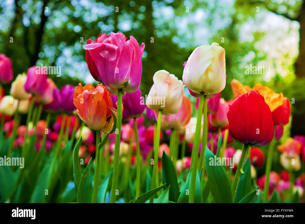 Colorful tulip flowers in spring park Stock Photo
