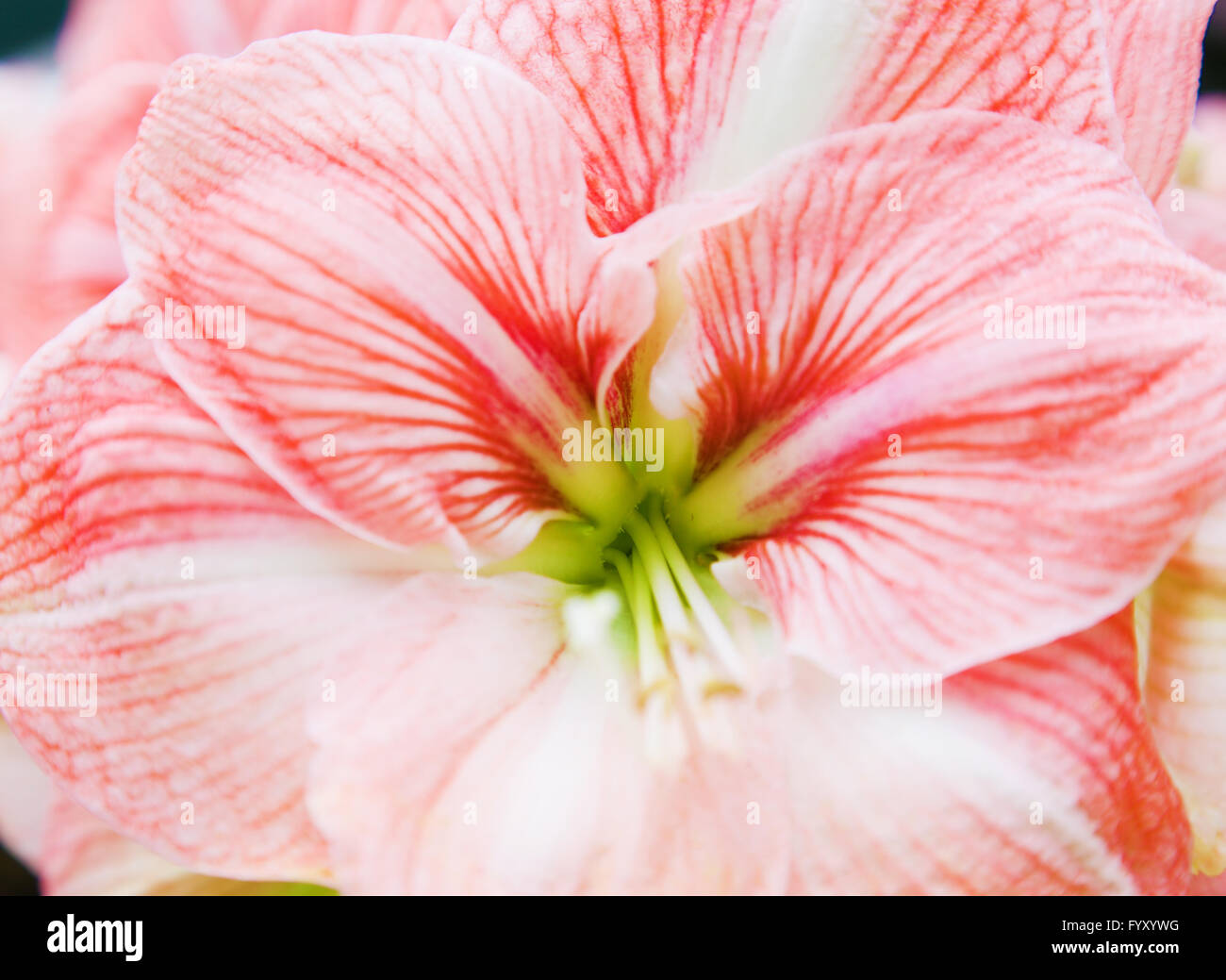 Colorful tulip flowers in spring Stock Photo
