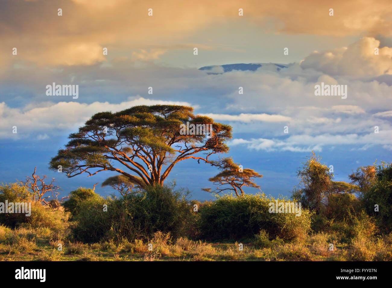 Mount Kilimanjaro. Savanna in Amboseli, Kenya Stock Photo