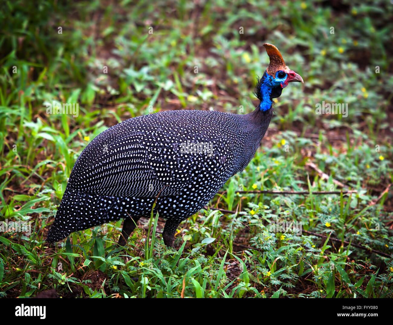 The wild Helmeted Guineafowl in Africa Stock Photo