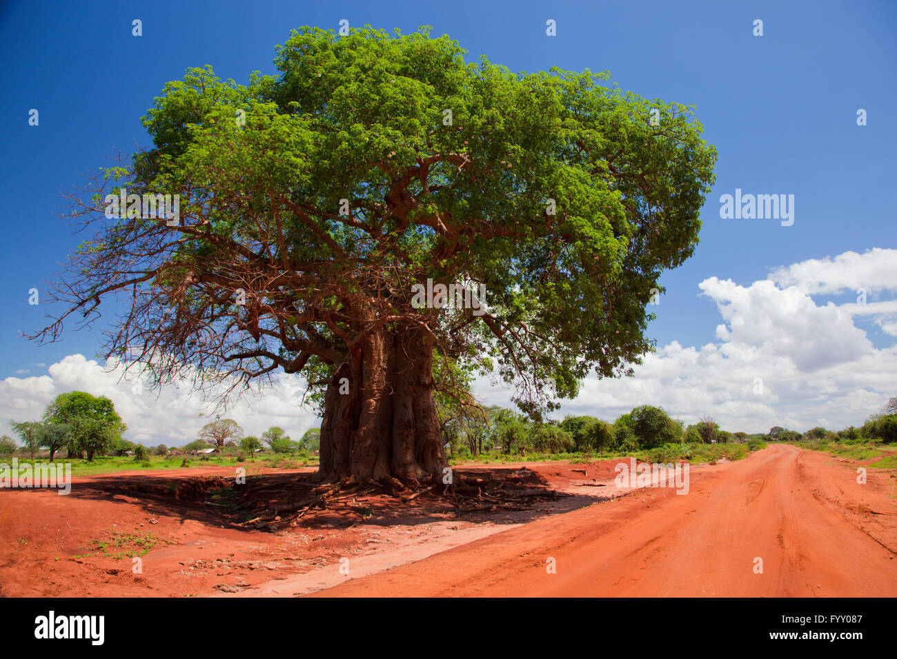 Baobab tree on red soil road, Kenya, Africa Stock Photo