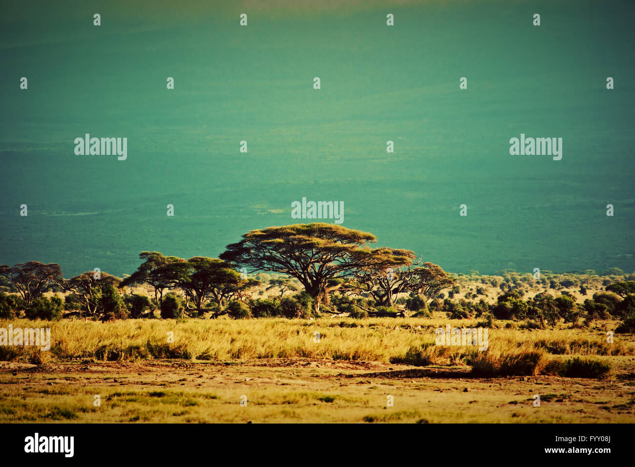 Savanna landscape in Africa, Amboseli, Kenya Stock Photo