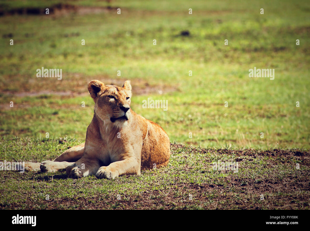 Female lion lying. Ngorongoro, Tanzania Stock Photo
